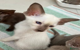 Oriental cats for sale: Oriental and Siamese kittens GCCF reg - Image 25