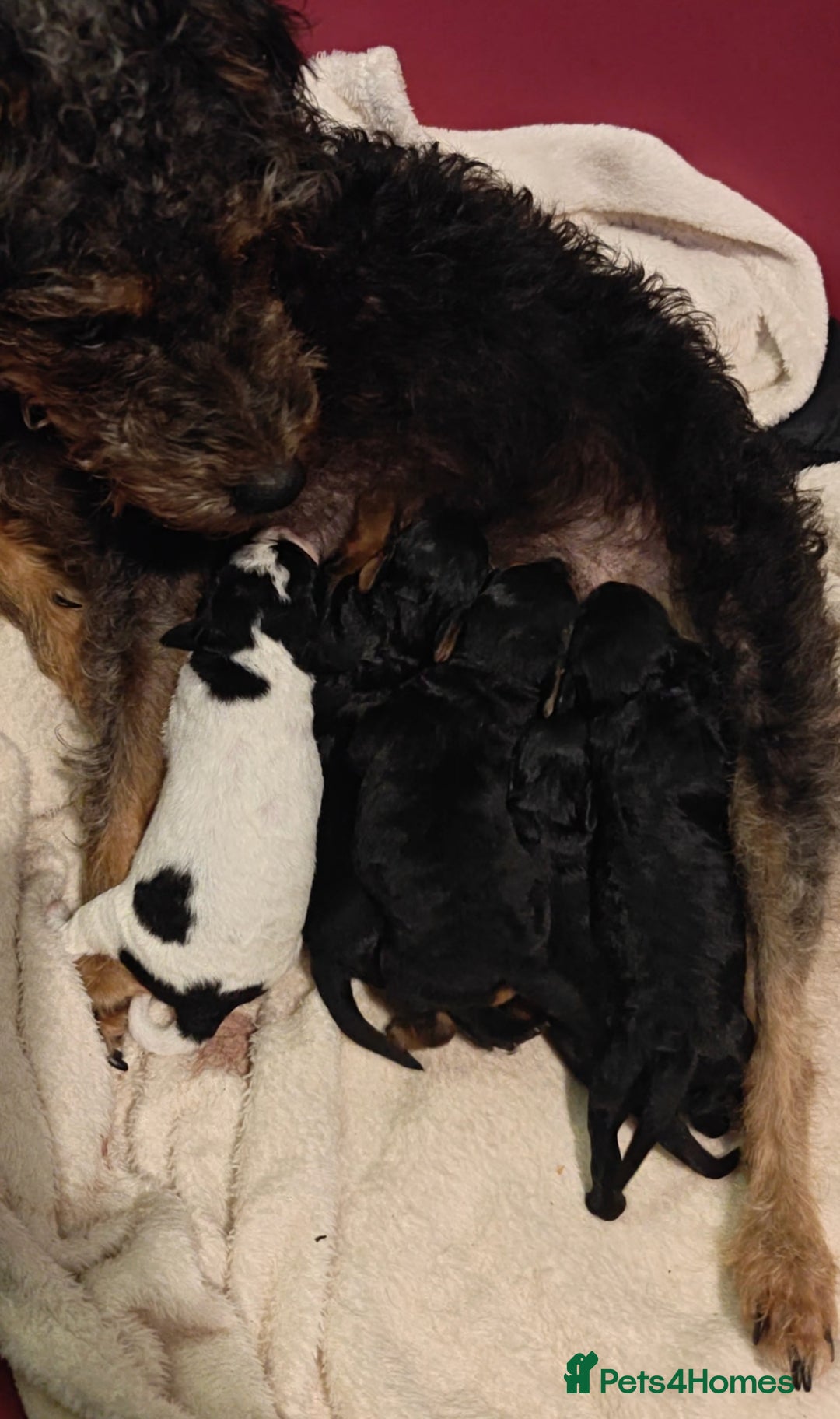 Mixed Breed dogs for sale: Cuteness overload cavapoolake puppies  - Advert 8