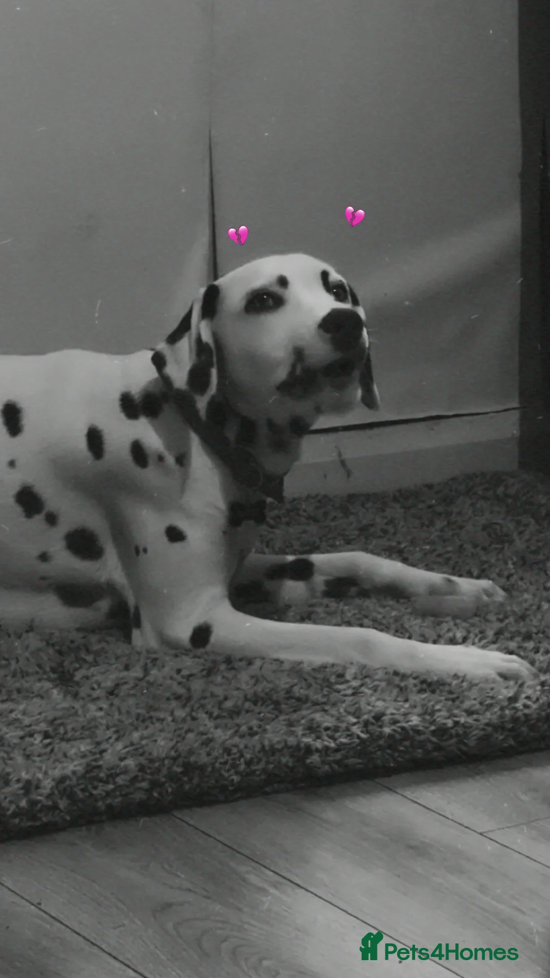 Dalmatian dogs for sale: 8 month old Dalmation  - Advert 4