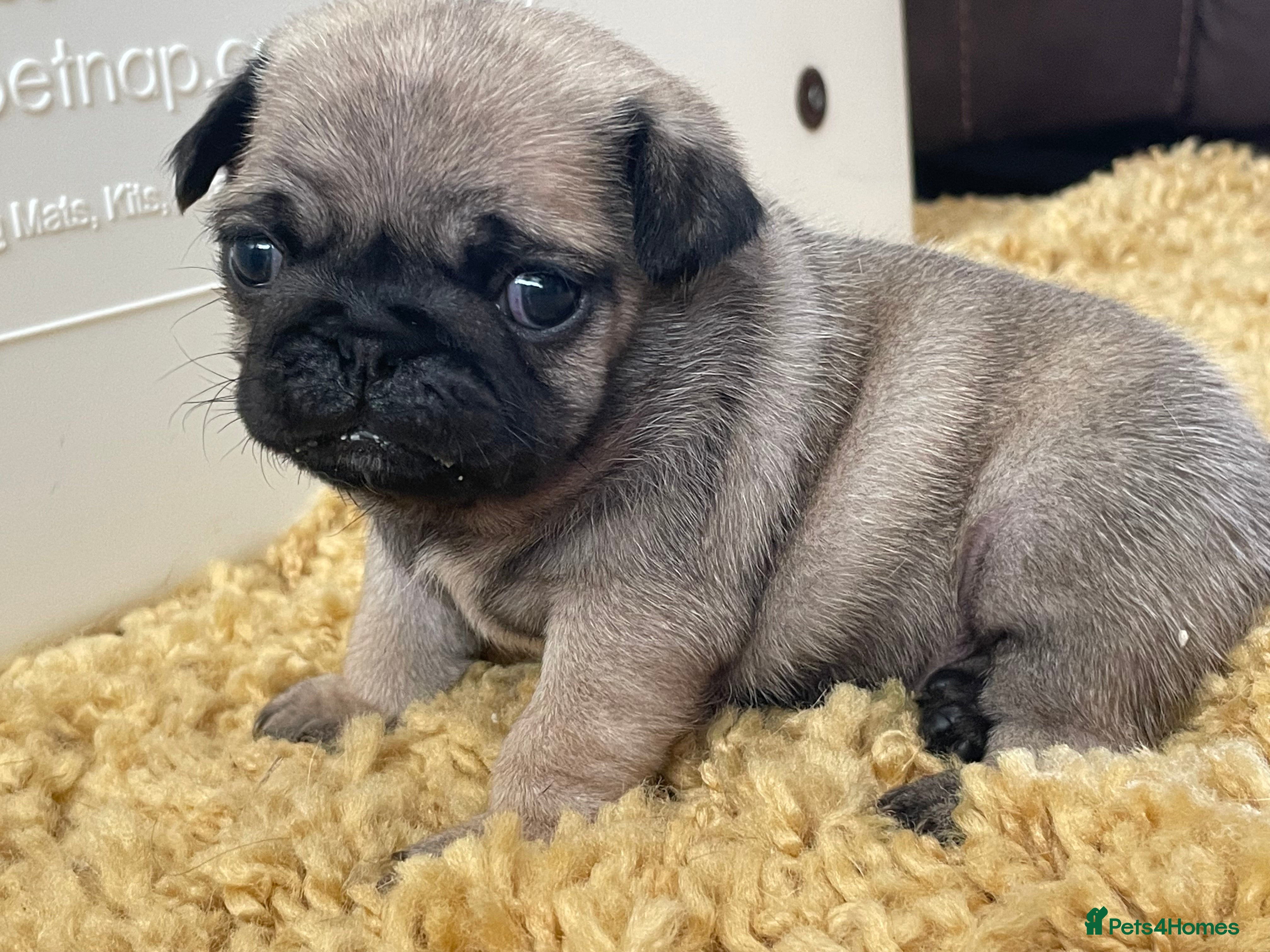 Pug dogs KC multi champion pedigree male pug puppy  - Advert 2