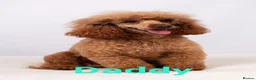 Toy Poodle dogs for sale: Tiny dark red Toy poodles in Waltham Cross - Advert 7