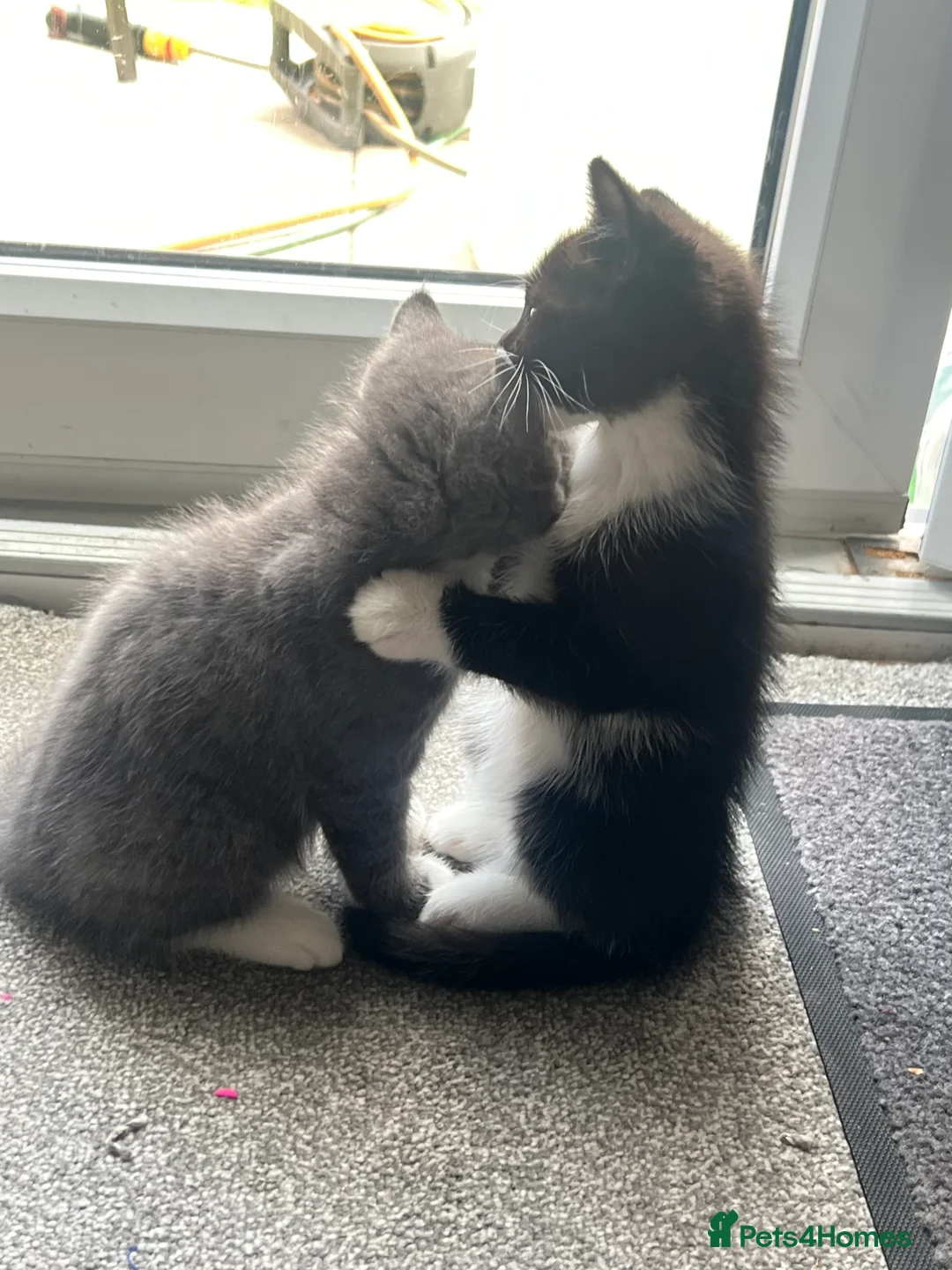 Mixed Breed cats for sale: mainecoon/european in Corby - Advert 2