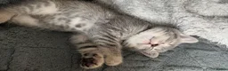British Shorthair cats for sale: Rose Gold British Shorthair  - Advert 17