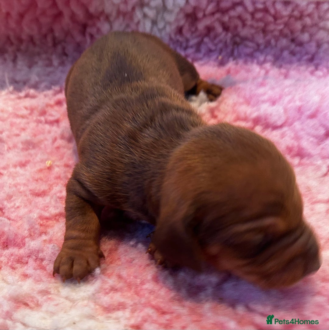 Dachshund dogs for sale: STUNNING KC REG STANDARD DACHSHUNDS  - Advert 16