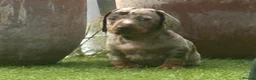 Dachshund dogs for sale: Beautiful, loving, Daschound babies - Advert 24