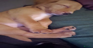 Mixed Breed dogs - Advert 14