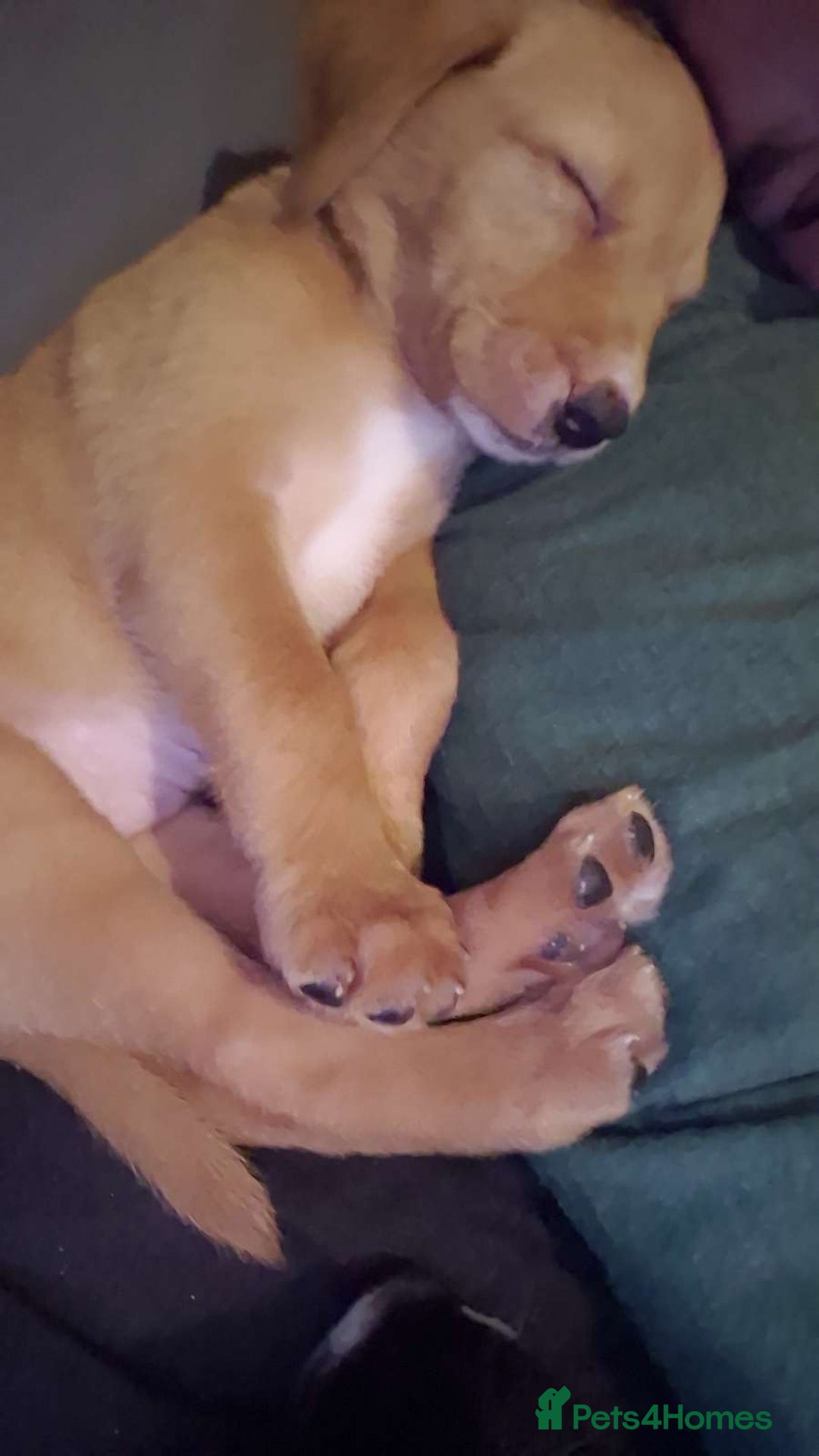 Mixed Breed dogs for sale: 4x Lab×Collie puppys - Image 3