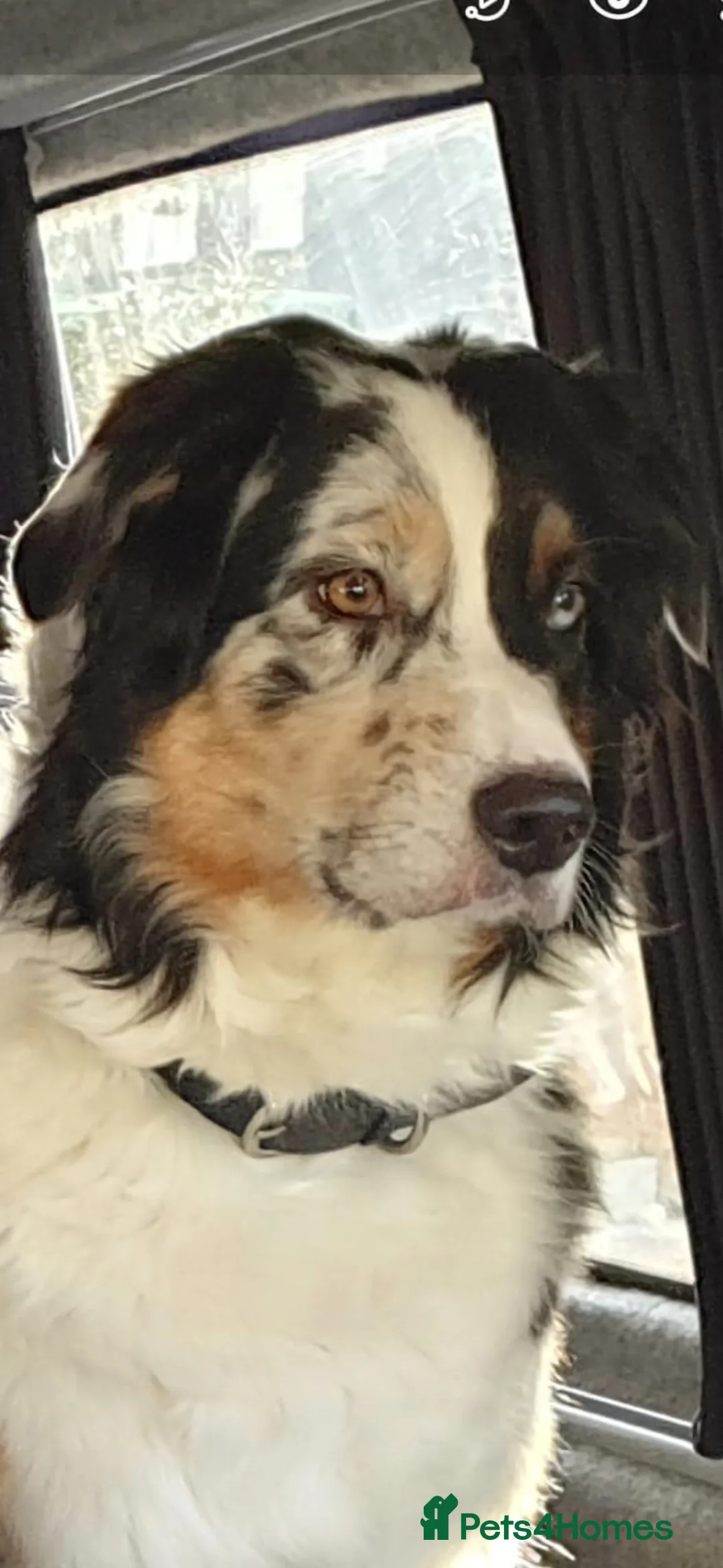 Australian Shepherd dogs for sale: Australian sheperd puppys for sale - Advert 1