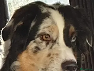 Australian Shepherd dogs Australian sheperd puppys for sale - Advert 9