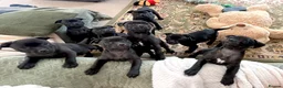Staffordshire Bull Terrier dogs for sale: KC Registered Staffordshire Bull Terrier Pup - Advert 27