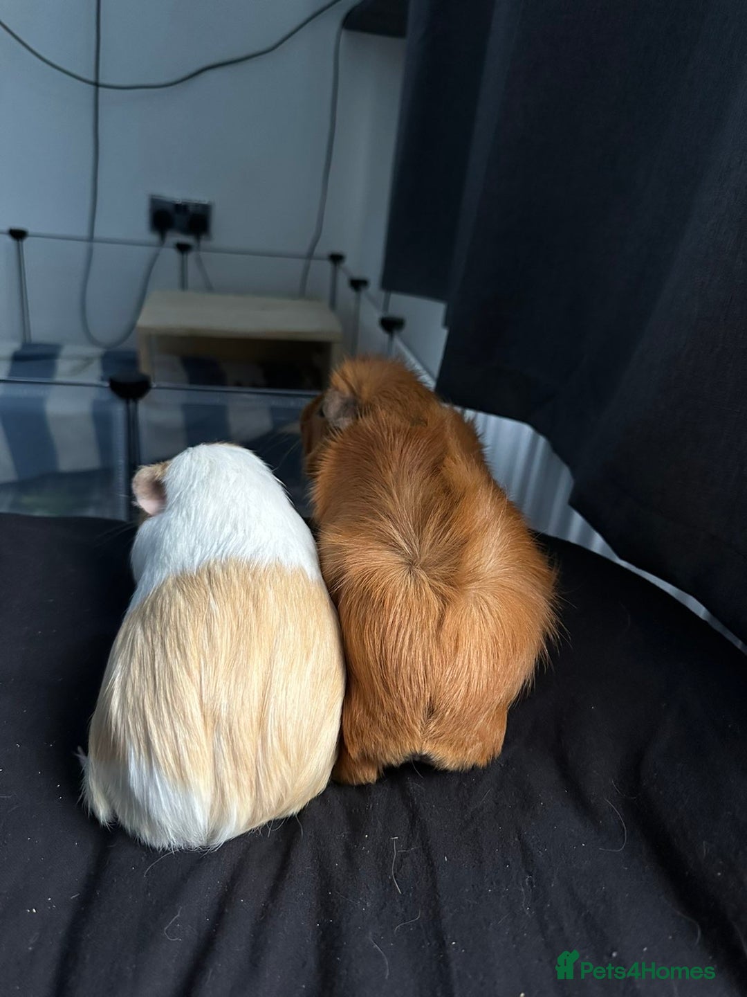 Guinea Pig rodents for sale: Two male guinea pigs for sale - Advert 1