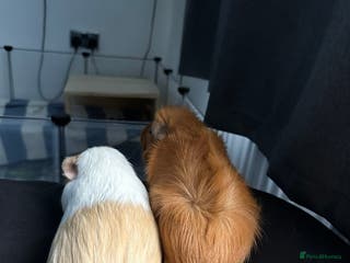 Guinea Pig rodents Two male guinea pigs for sale - Advert 8