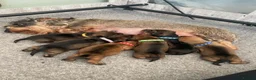 Miniature Dachshund dogs for sale: KC WIREHAIRED MINUATURE DACHSHUNDS  in Pontypool - Advert 1