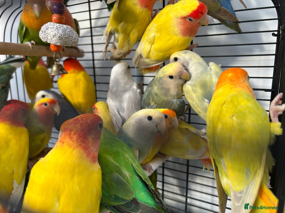 Lovebirds birds for sale: Love Birds for sale, all in good health  - Advert 5