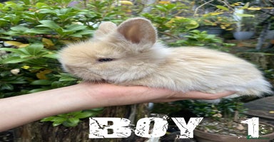 Lionhead rabbits - Advert 4