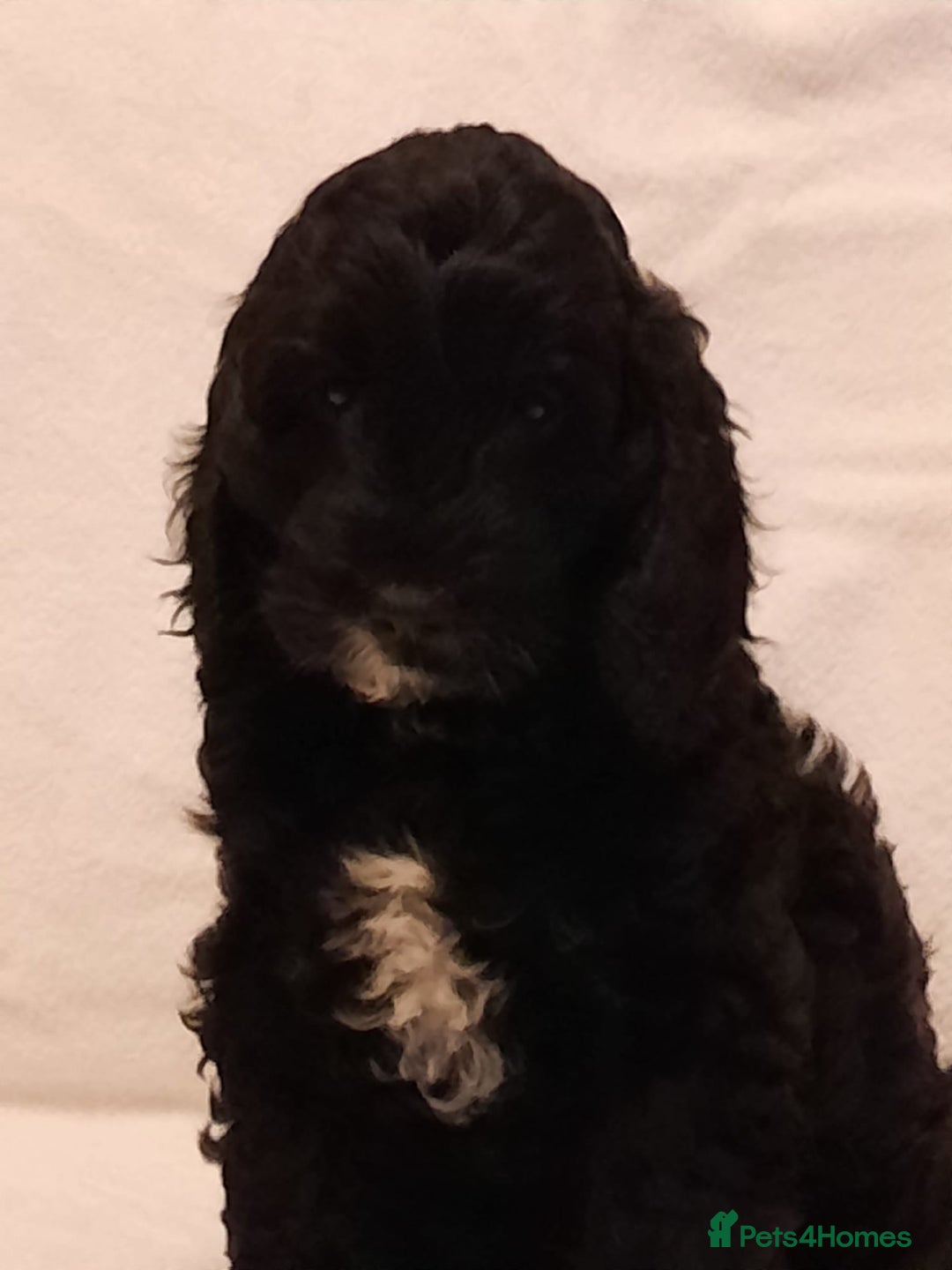 Cockapoo dogs for sale: Adorable F1 Cockapoo puppies for sale - Advert 4