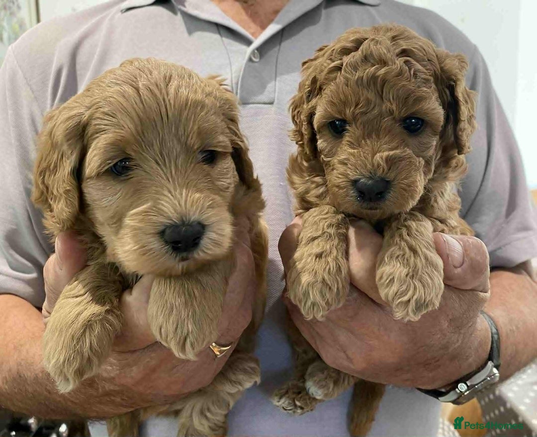 Labradoodle dogs for sale: Beautiful Labradoodle puppies - Image 2