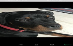Rottweiler dogs for sale: 8 month old rottweiler for sale - Image 2