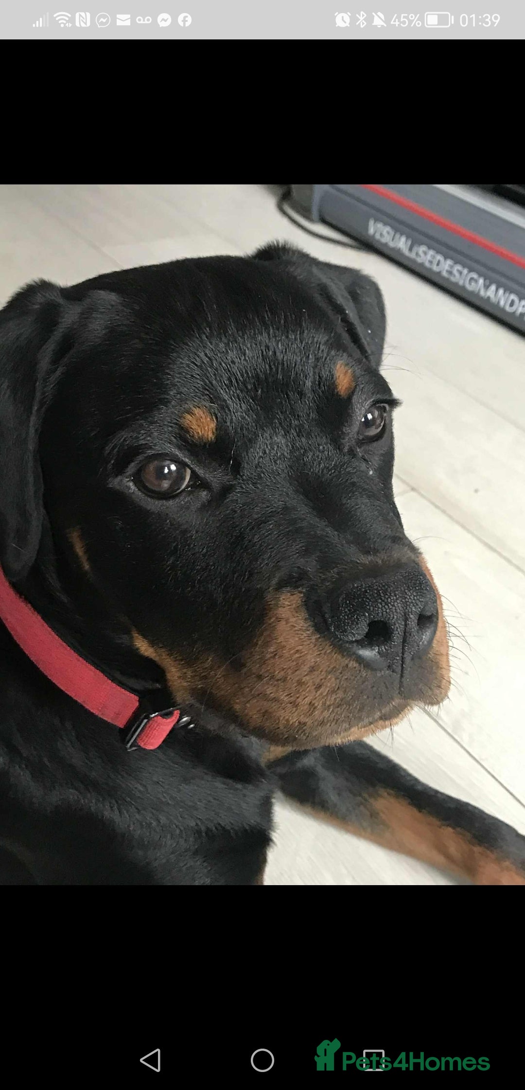 Rottweiler dogs for sale: 8 month old rottweiler for sale - Image 2