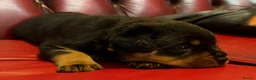 Rottweiler dogs for sale: STUNNING KC OLDER FEMALE FROM TK’s LINES - Advert 11