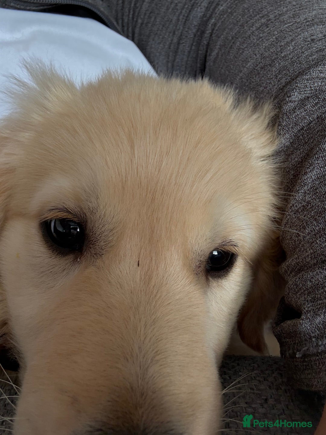 Golden Retriever dogs for sale: Golden Retriever Puppy - Image 4