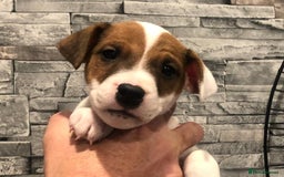 Parson Russell dogs for sale: Parson Russell for sale - Image 5