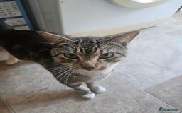 American Shorthair cats for sale: 1 Yrs old American Shorthair Male Cat Home Wanted  - Image 4