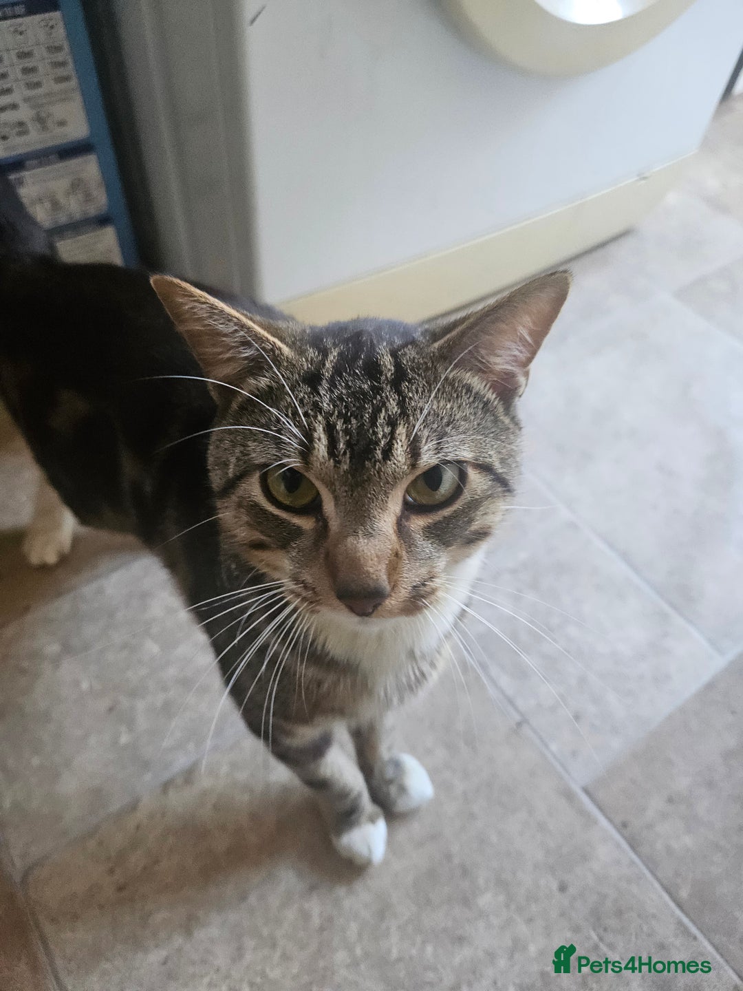 American Shorthair cats for sale: 1 Yrs old American Shorthair Male Cat Home Wanted  - Image 4