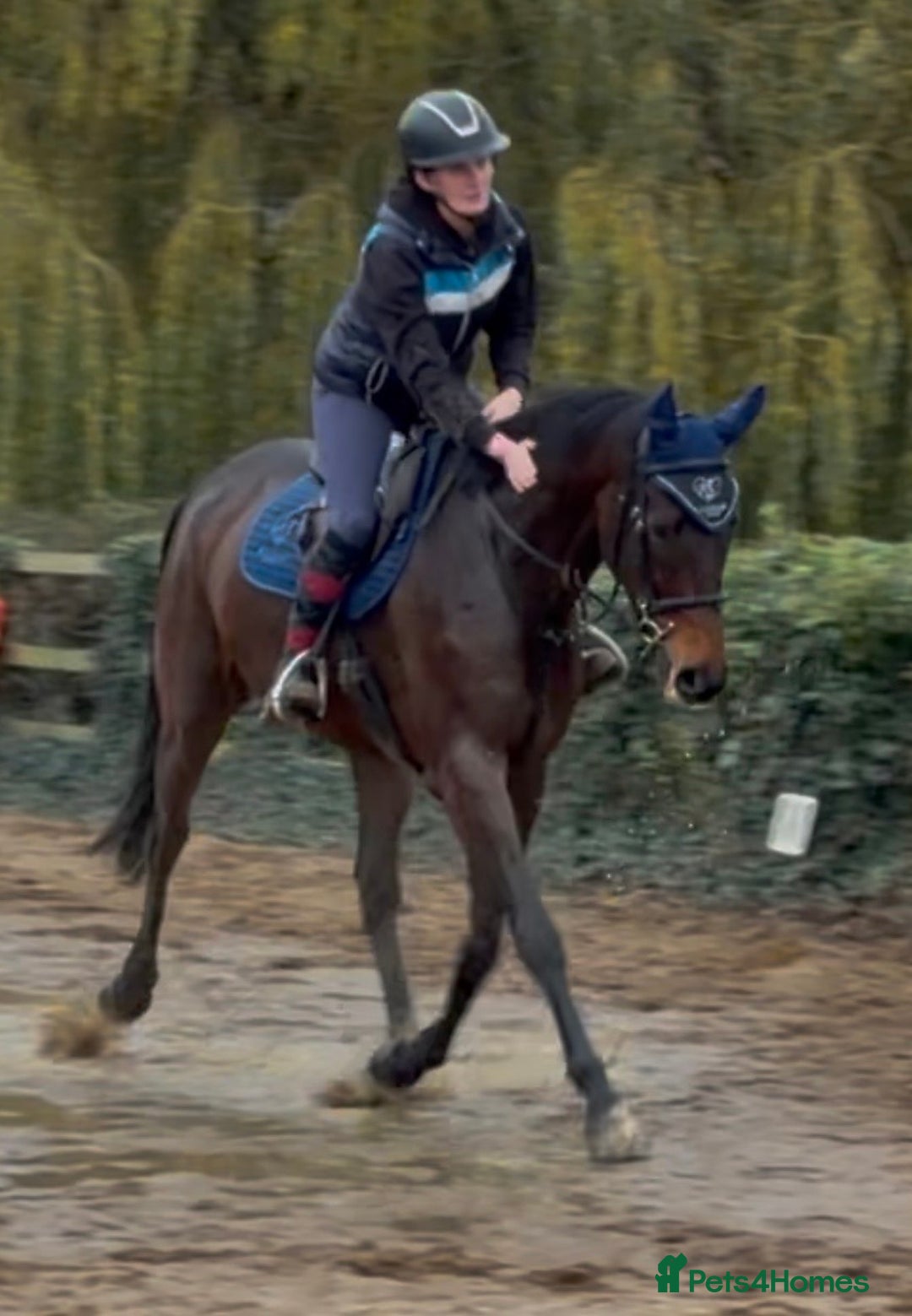 Irish Thoroughbred horses for sale: Athletic And Capable Allrounder  - Advert 7