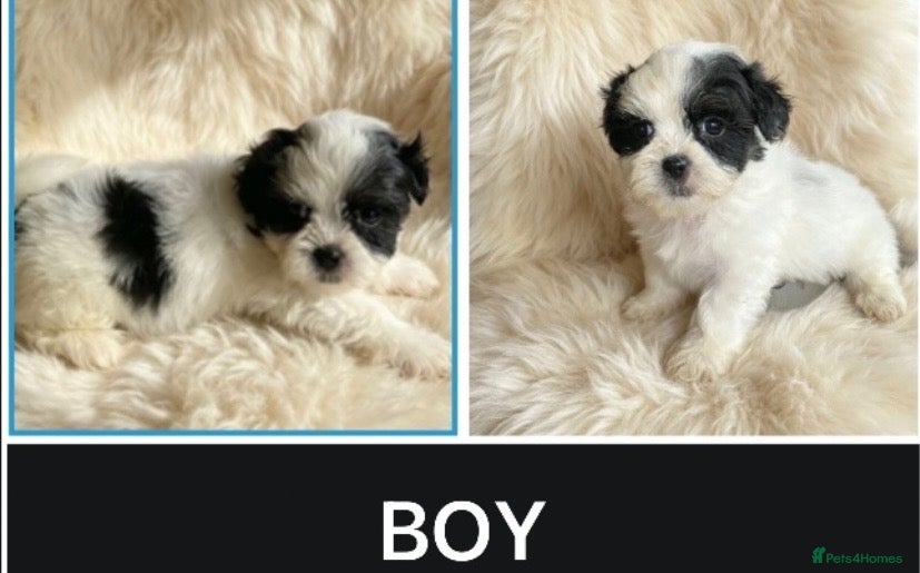 Mixed Breed dogs 💝 SUPER CUTE MALSHI PUPPIES 💝 - Advert 2