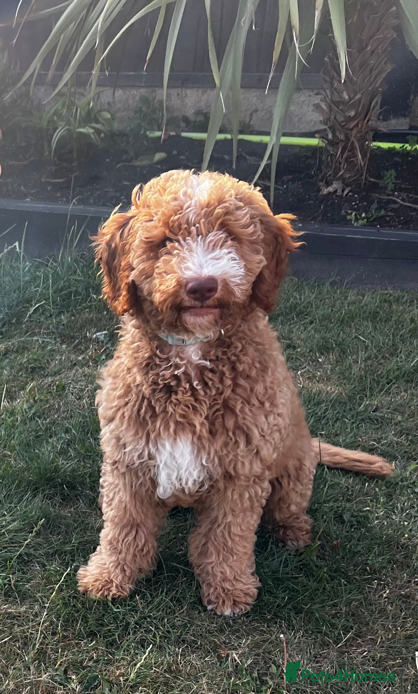 Australian Labradoodle dogs ⭐ Caramel Australian Labradoodle – Ready Now ⭐ - Advert 2