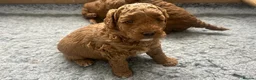 Cockapoo dogs for sale: Adorable Cockapoo Puppies Ready for Loving Homes in Leeds - Advert 18
