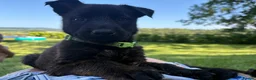 Belgian Shepherd Dog dogs for sale: BRN registered - proven breeding  - Advert 8