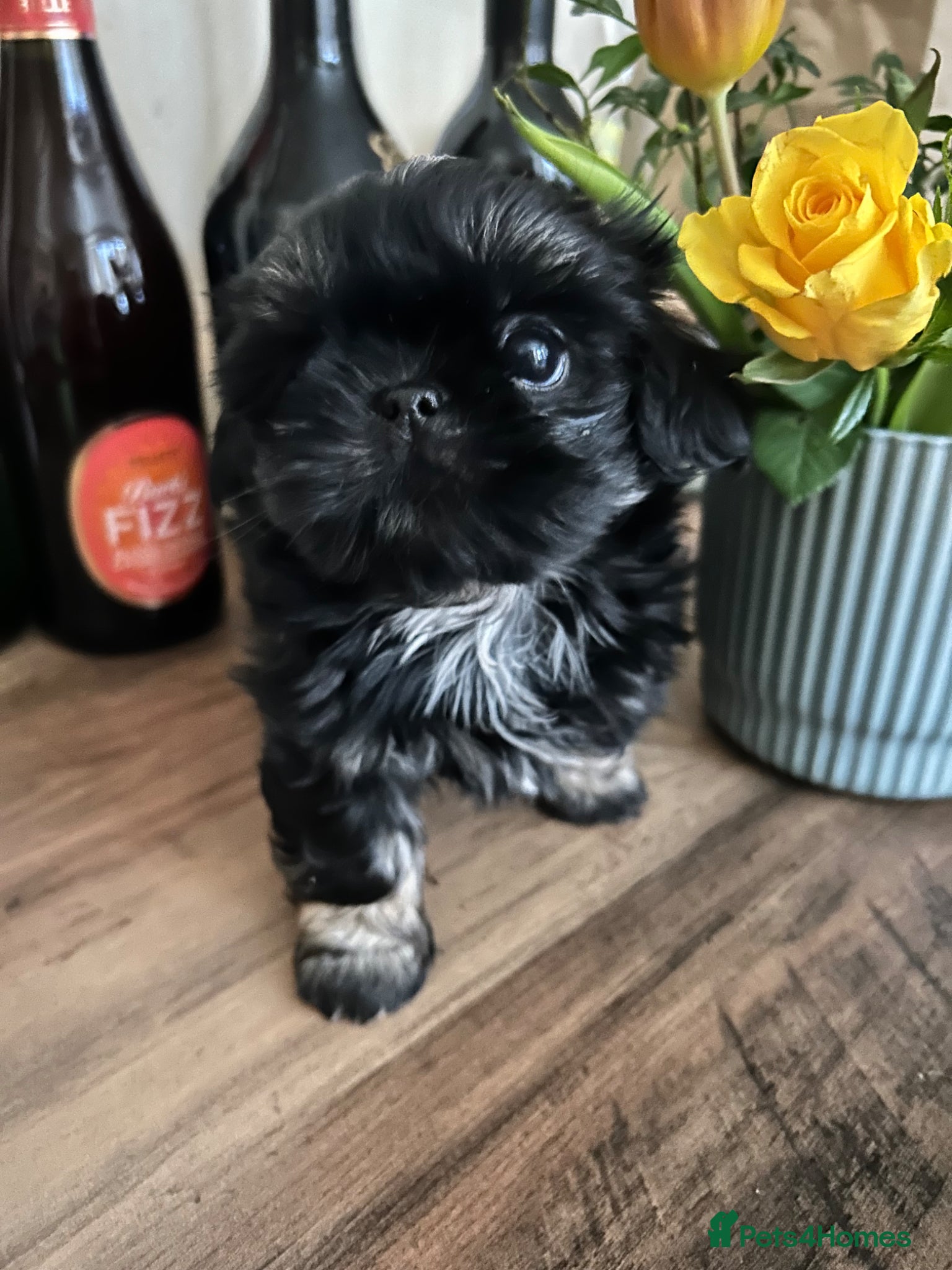 Shih Tzu dogs ❤️READY NOW quality tiny imperial dobie Shih Tzus  - Advert 1