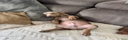Miniature Dachshund dogs for sale: Playful brothers looking for their forever homes in Fareham - Advert 12