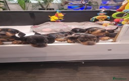 Dachshund dogs for sale: Miniature Daschund puppies - Image 4