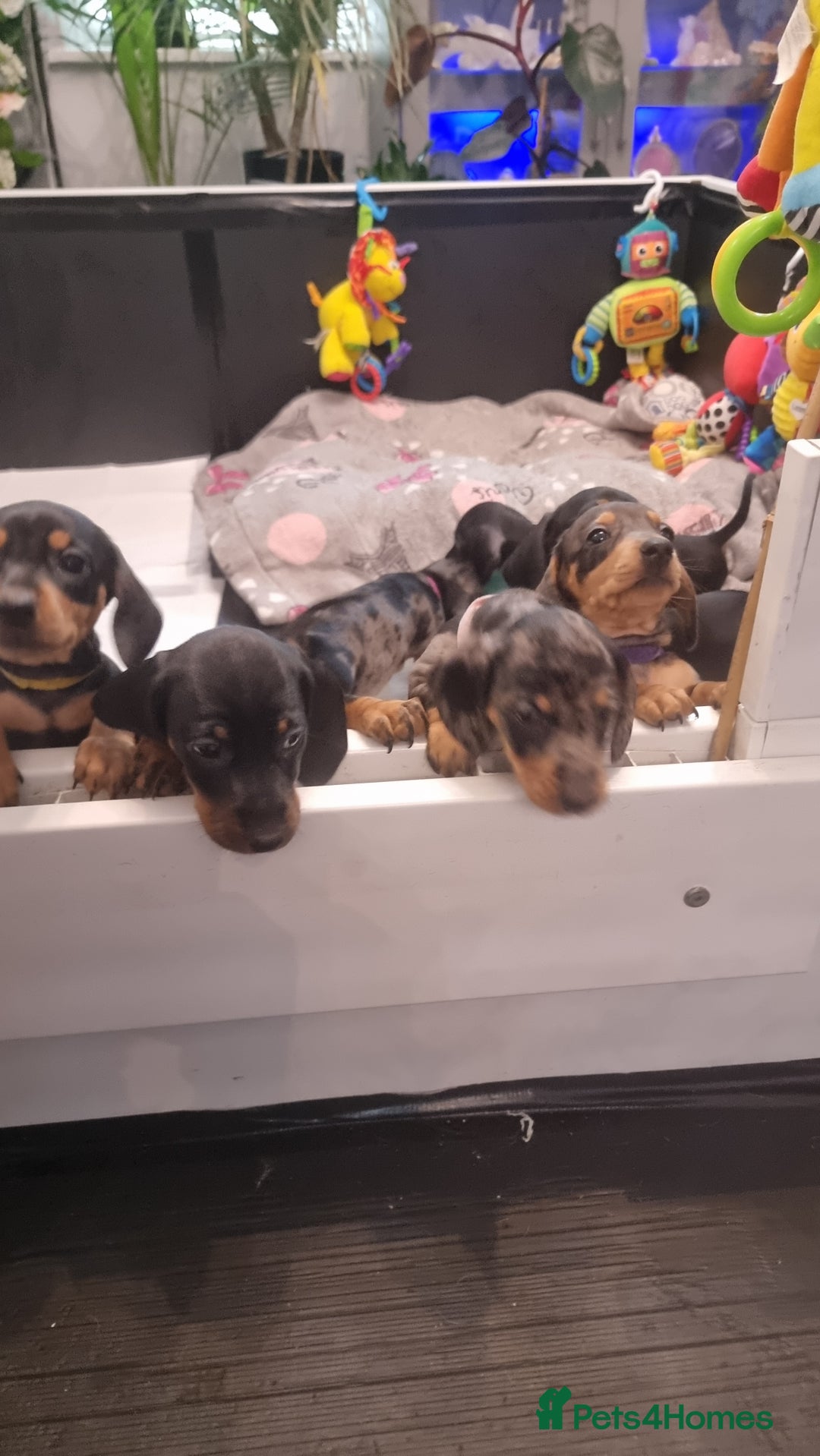 Dachshund dogs for sale: Miniature Daschund puppies - Image 4