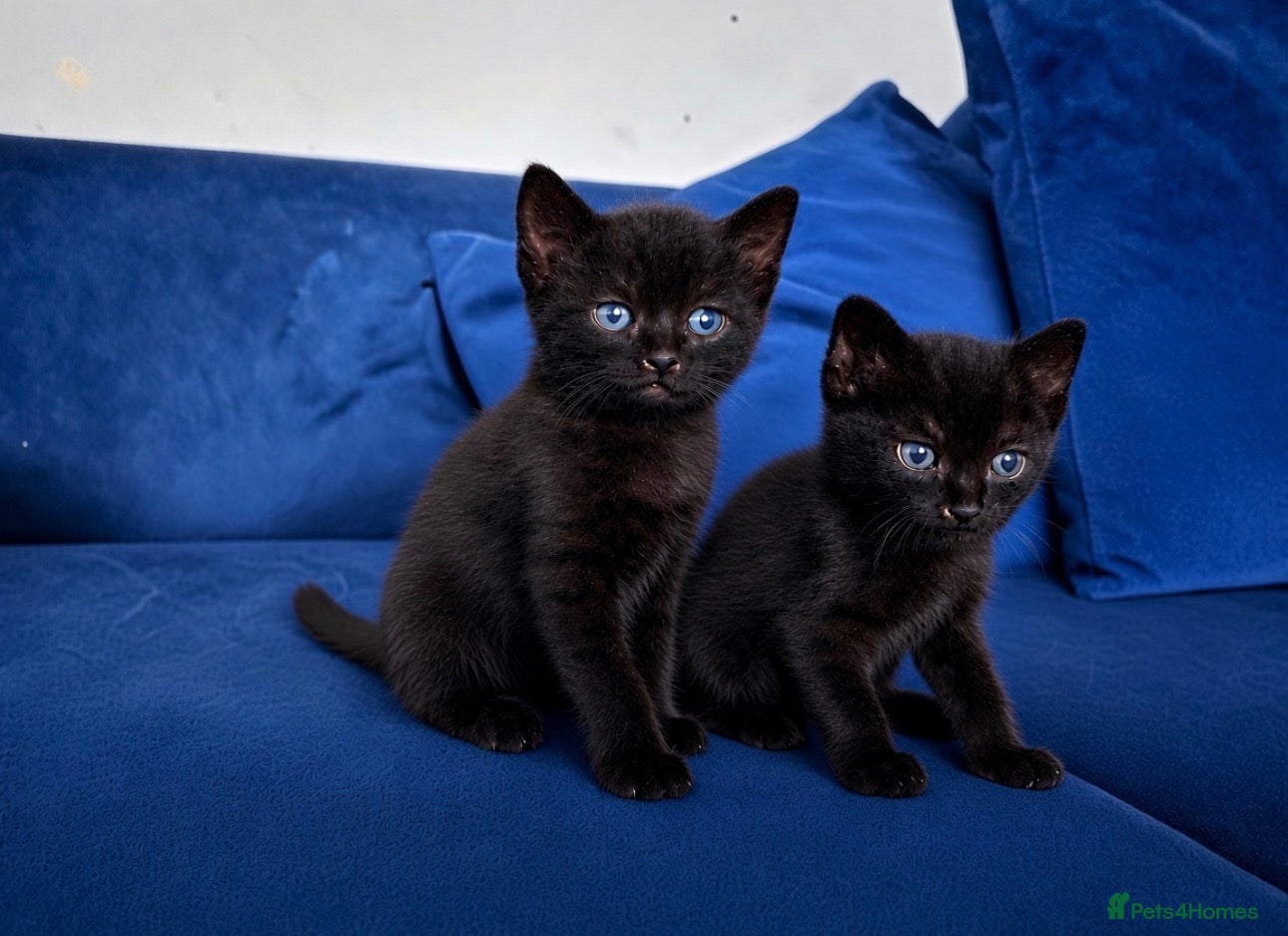 Mixed Breed cats Kittens (Black Male)  - Advert 1