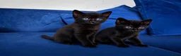 Mixed Breed cats for sale: Kittens (Black Male)  - Advert 1