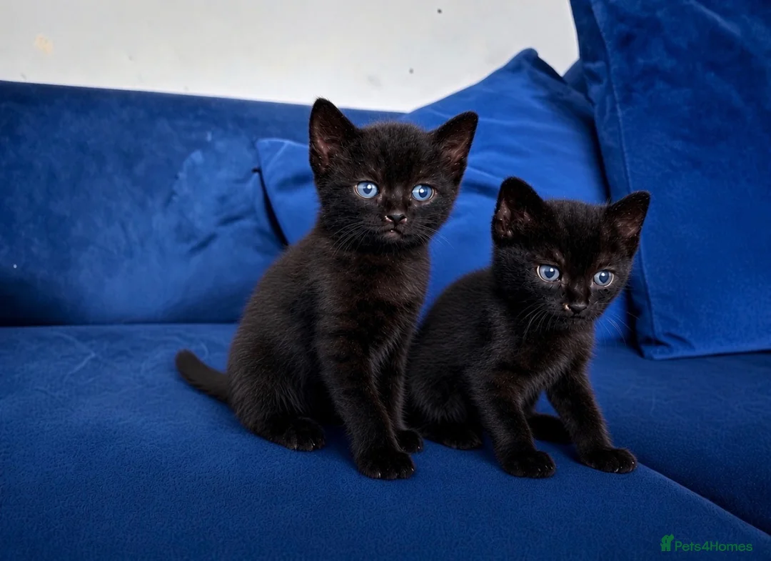 Mixed Breed cats for sale: Kittens (Black Male)  - Advert 1