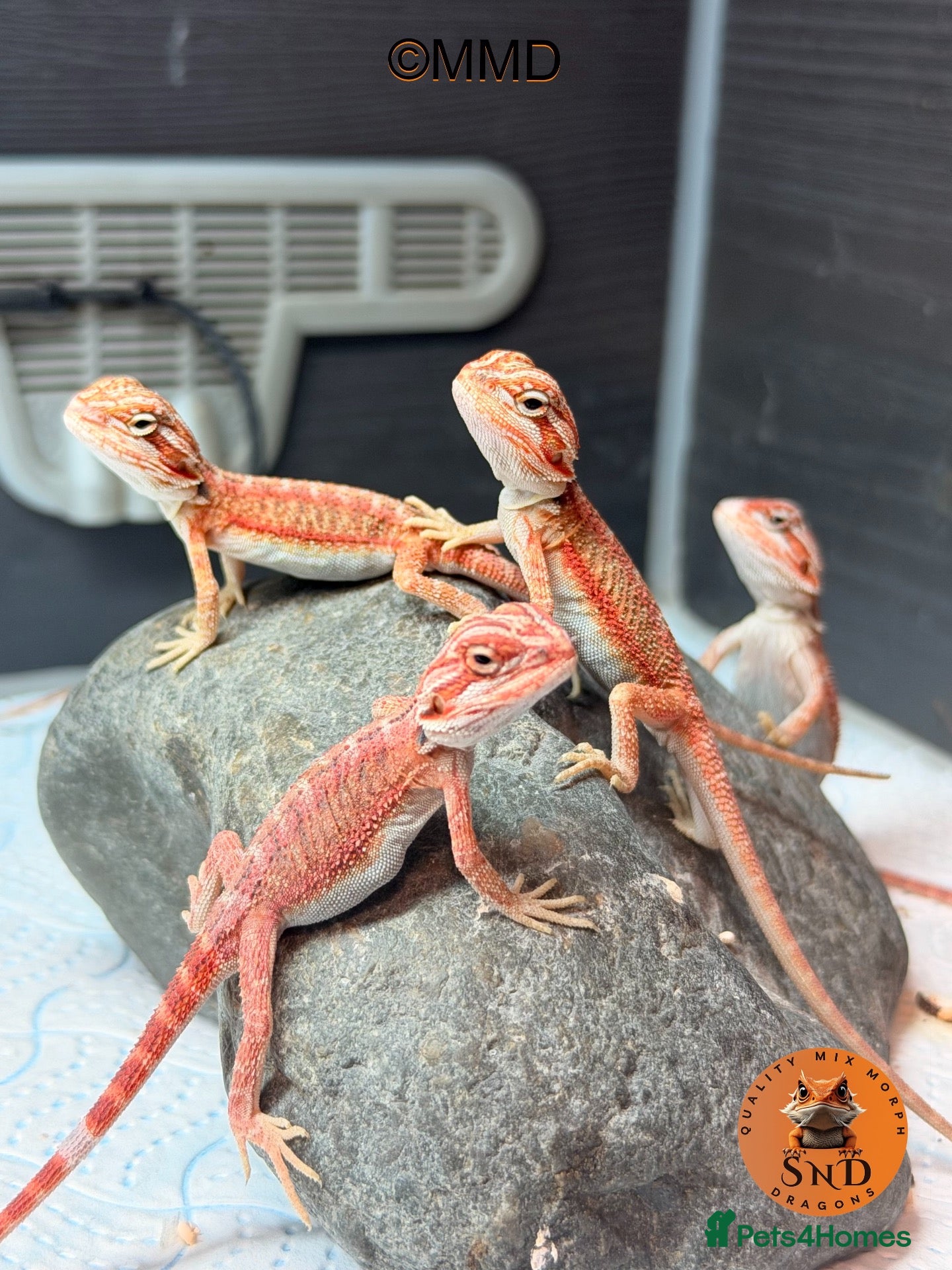 Bearded Dragon reptiles Red Monster /Zero Baby Bearded Dragons ready to go - Advert 2