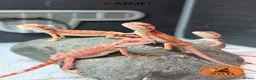 Bearded Dragon reptiles for sale: Red Monster /Zero Baby Bearded Dragons ready to go - Advert 2