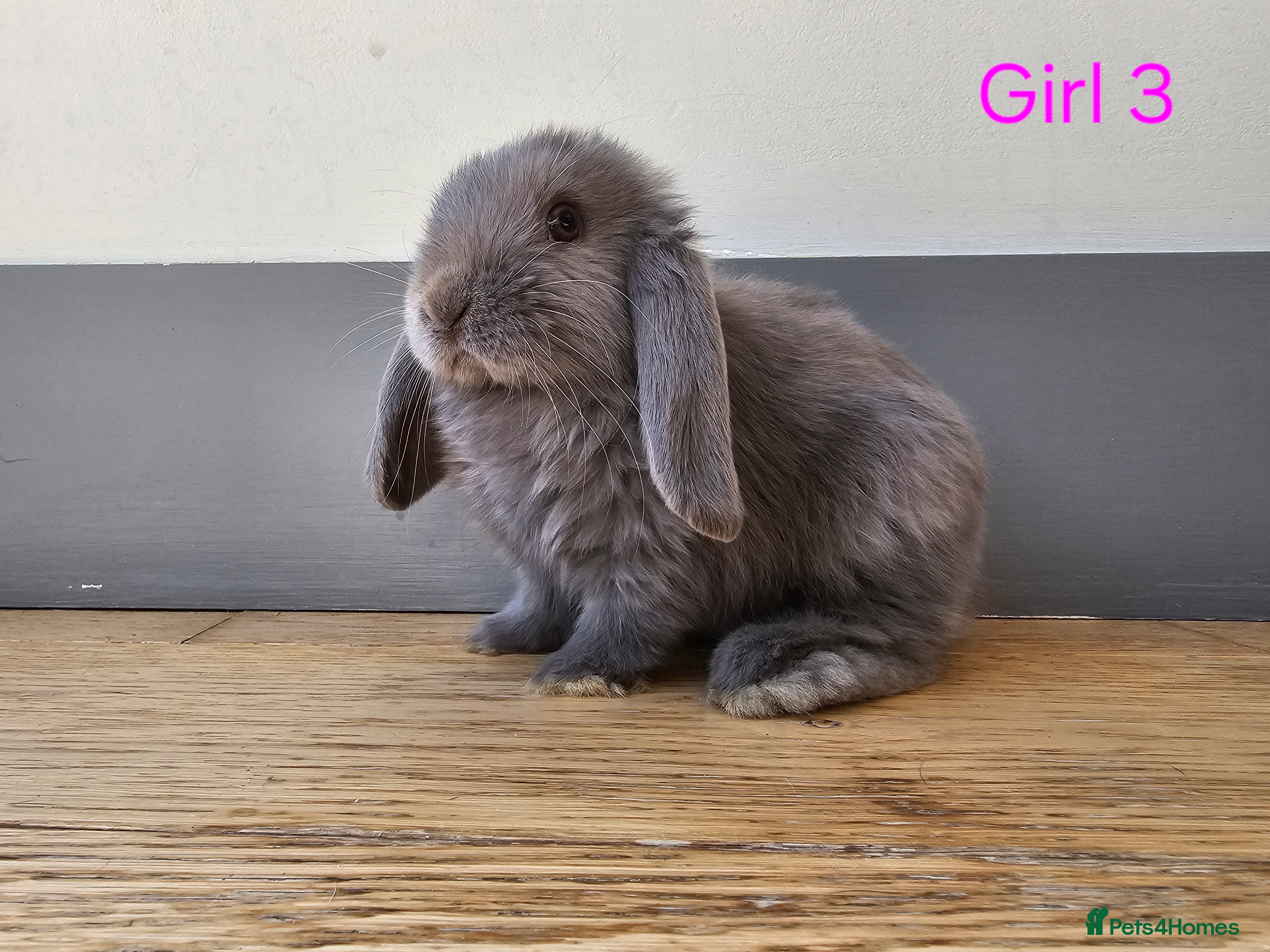 Mini Lop rabbits Mini lop girls - Advert 7