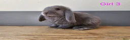 Mini Lop rabbits for sale: Mini lop in Frinton-on-Sea - Advert 6