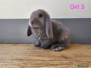 Mini Lop rabbits Mini lop girls - Advert 3