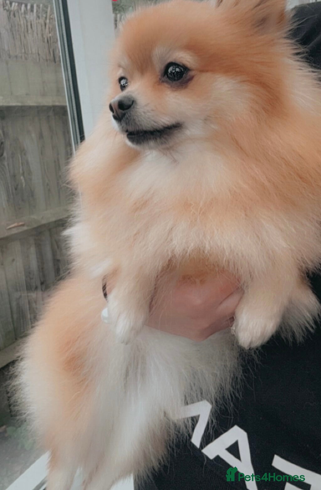 Pomeranian dogs Beautiful Pomeranian puppies - Advert 2