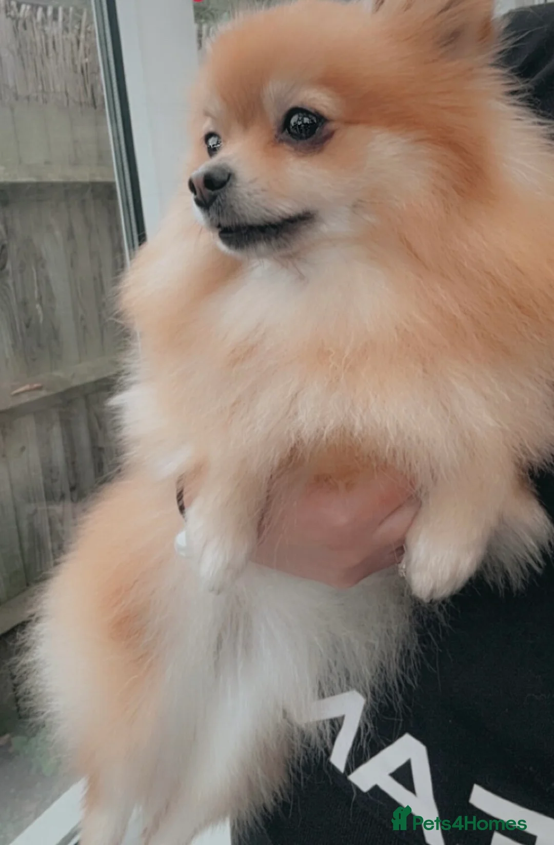 Pomeranian dogs for sale: Beautiful Pomeranian puppies - Advert 1