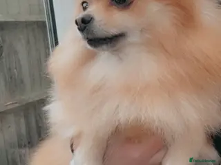 Pomeranian dogs Beautiful Pomeranian puppies - Advert 1