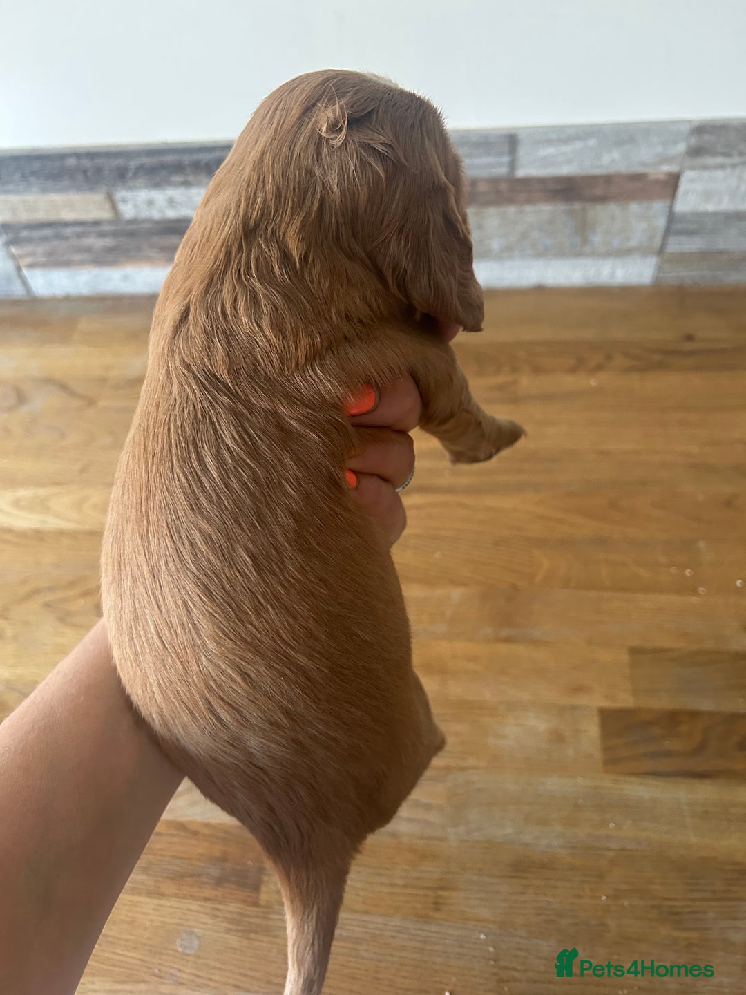 Cocker Spaniel dogs for sale: Baby Cocker Spaniels working type - Image 17
