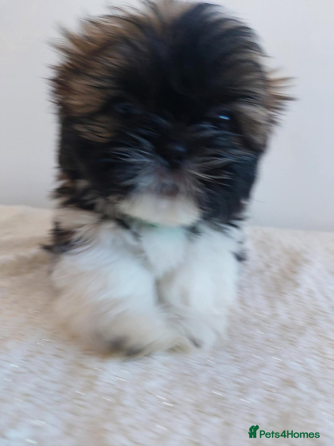 Shih Tzu dogs for sale: Beautiful Shih tzu puppies 🫶🏼 - Image 14